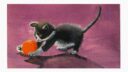 29 Mon animal prefere