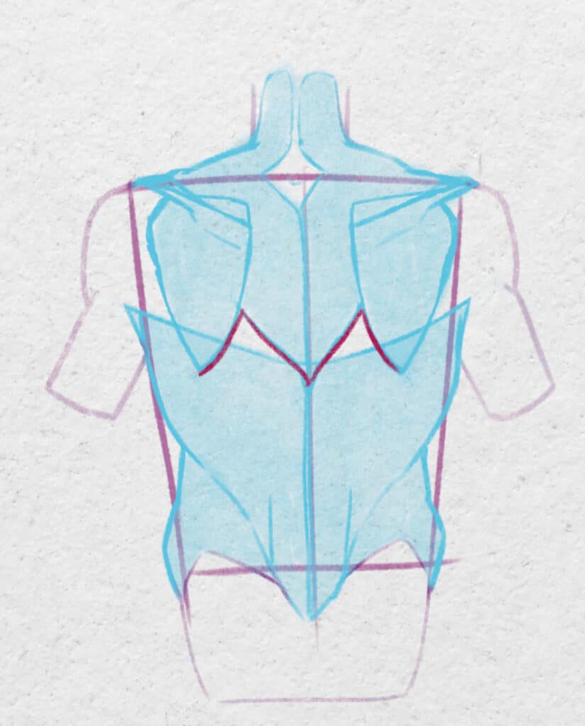 Position des muscles du dos.