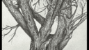 J 22 Arbre