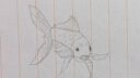 Jour 11 Poisson