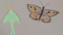 Jour 12 papillon