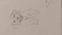 Jour 9 chien