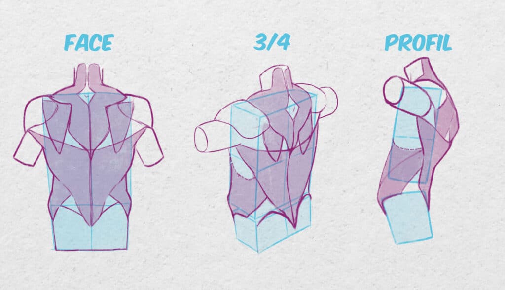 Dessin du dos vu de face, de 3/4 et de profil.