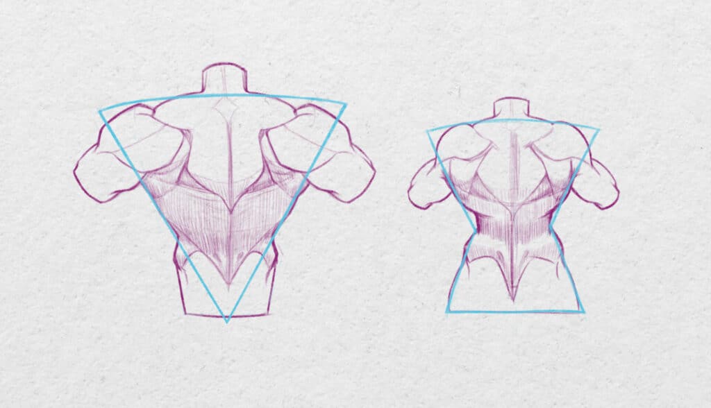 Dos musclé chez un homme et une femme.