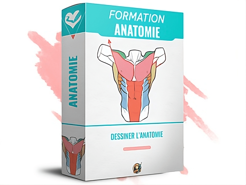Jaquette de la formation anatomie simplifiée représentant un buste avec les différents muscles en couleurs.