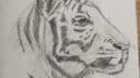 Dessin de tigre en noir et blanc, technique de croquis