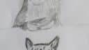 Dessin de chat avec oreilles pointues et yeux noirs, style simple et réaliste