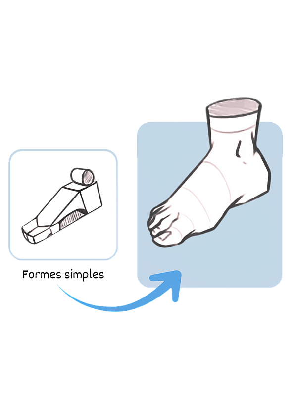 Module 5 de la formation anatomie simplifiée