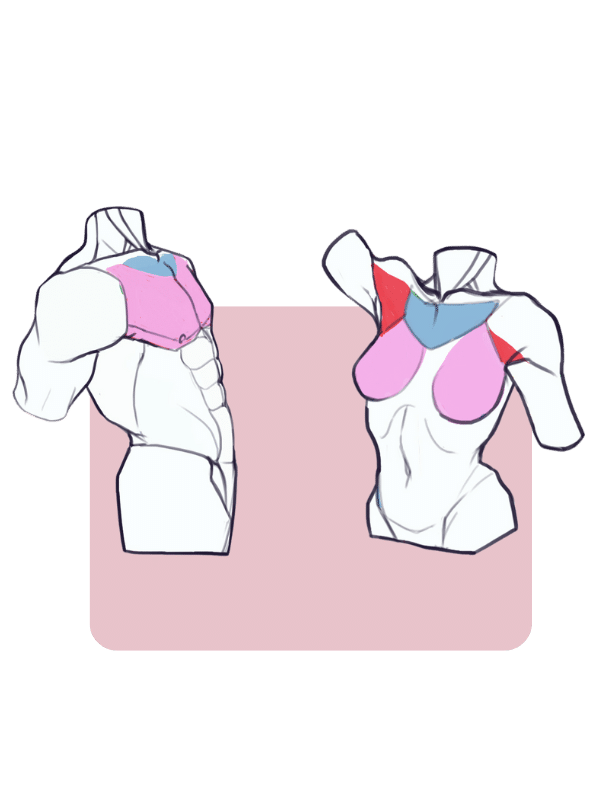 Module 7 de la formation anatomie simplifiée