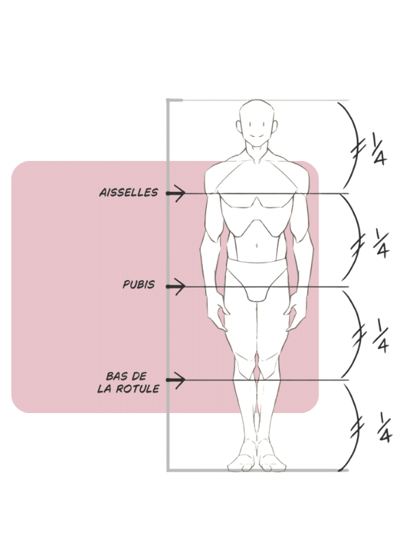 Module 8 de la formation anatomie simplifiée