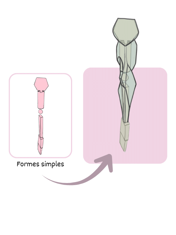 Module 4 de la formation anatomie simplifiée