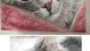 Mon Chatref 1