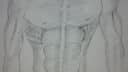 Musculature