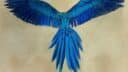 PLUMES