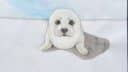 Un chien blanc assis sur un canapé, dessin simple et clair