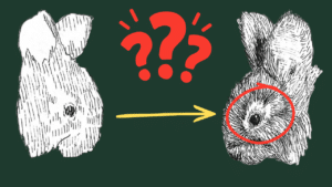 Deux illustrations de lapins, l'une esquissée, l'autre détaillée.