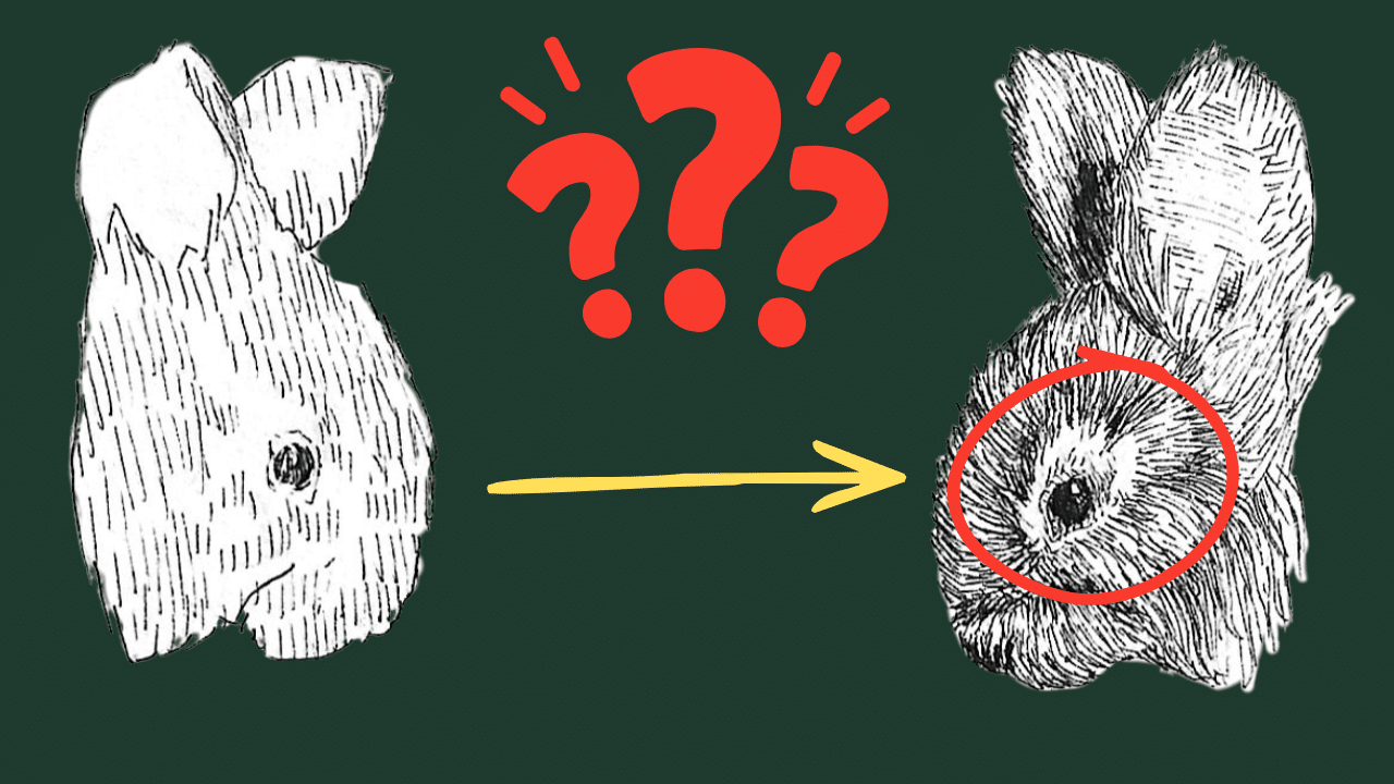 Deux illustrations de lapins, l'une esquissée, l'autre détaillée.