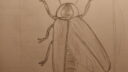 Croquis d'un insecte vu de face avec des détails sur les ailes