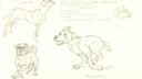 Dessin de trois chiens montrant différentes postures et expressions