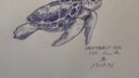 Illustration d'une tortue dessinée au stylo bleu sur papier